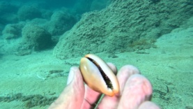 Luria sea snail – Luria lurida – Ciprea Mediterranea-2023-08-22-16h42m55s641