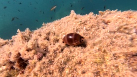 Luria sea snail – Luria lurida – Ciprea Mediterranea-2023-08-22-16h45m40s572