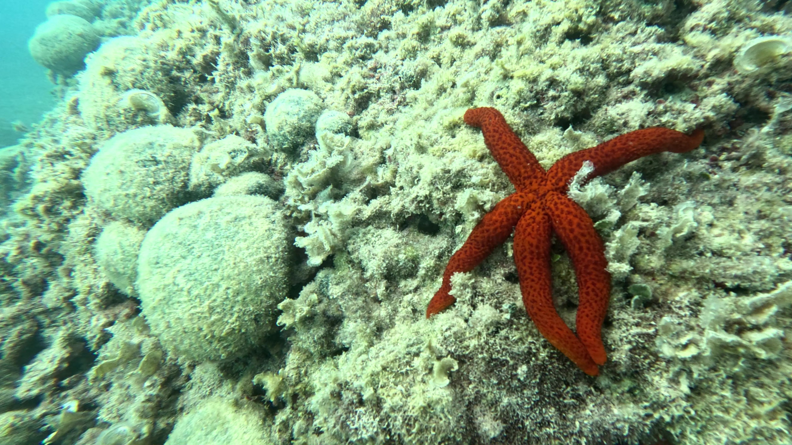 Red starfish Echinaster sepositus Stella marina rossa www.intotheblue.it