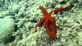 Red starfish Echinaster sepositus-16h58m11s527