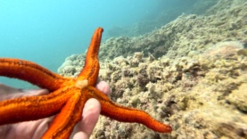 Red starfish Echinaster sepositus-16h58m23s165