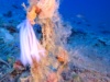 Squid eggs – Uova di Calamaro – www.intotheblue.it-2023-08-06-11h03m34s338