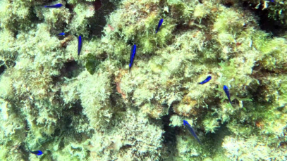 Blue Mediterranean chromis