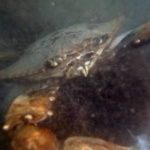 Blue crab - Callinectes sapidus