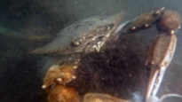Blue crab - Callinectes sapidus