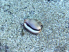 T_Luria sea snail – Luria lurida – Ciprea Mediterranea-2023-08-22-16h41m46s397