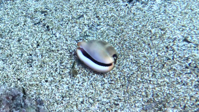 T_Luria sea snail – Luria lurida – Ciprea Mediterranea-2023-08-22-16h41m46s397