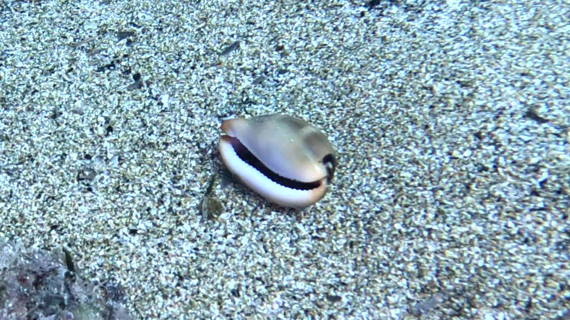 Luria sea snail Luria lurida Ciprea Mediterranea intotheblue.it