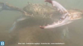 Blue crab – Callinectes sapidus