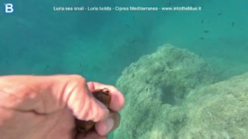 Luria sea snail