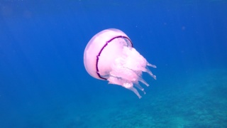 Barrel jellyfish Rhizostoma pulmo Polmone di mare Intotheblue.it-2023-09-27-20h49m58s408