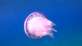 Barrel jellyfish Rhizostoma pulmo Polmone di mare Intotheblue.it-2023-09-27-20h50m09s622