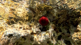 Beadlet anemone – Actinia equina – Pomodoro di mare-2023-09-24-13h47m29s801