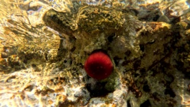 Beadlet anemone – Actinia equina – Pomodoro di mare-2023-09-24-13h47m35s869