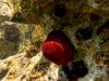 Beadlet anemone – Actinia equina – Pomodoro di mare-2023-09-24-13h49m08s364