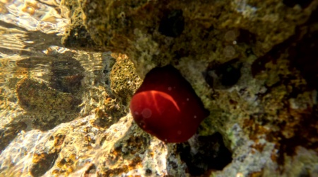 Beadlet anemone - Actinia equina - Pomodoro di mare - intotheblue.it