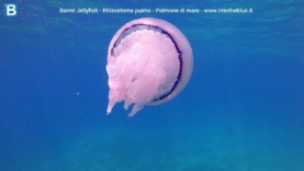 Barrel jellyfish Rhizostoma pulmo