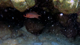 Red Squirrelfish Pesce Scoiattolo rosso Adioryx rubra Sargocentron rubrum www.intotheblue.it-2022-12-03-15h59m28s153