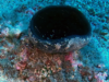 Calyx nicaeensis Spugna Calice Goblet sponge www.intotheblue.it -2023-05-01-17h32m39s382
