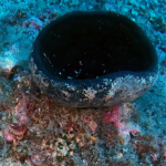 Goblet Sponge - Calyx nicaeensis