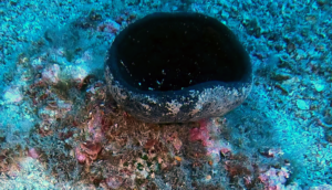 Calyx nicaeensis Goblet Sponge