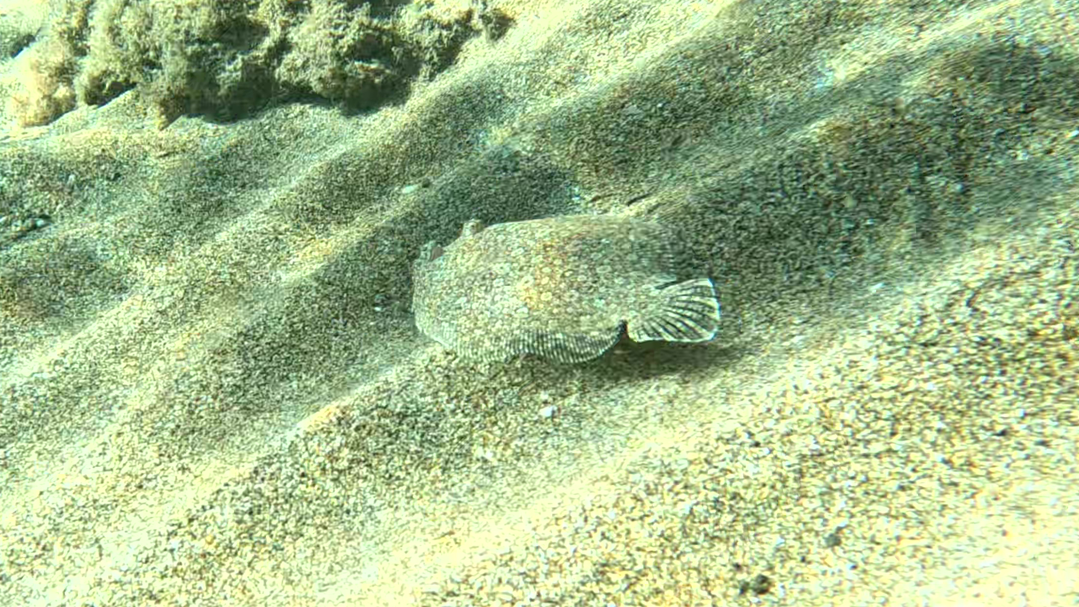 Wide-eyed flounder - Bothus podas - Rombo di rena - www.intotheblue.it