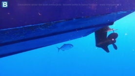 Encounters under the boat – Amberjack Seriola dumerilii
