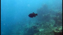 Indian Triggerfish - Melichthys indicus