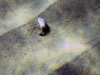 Paguro nel guscio di Phalium glaucum Hermit crab in Phalium glaucum shell www.intotheblue.it -2022-12-07-14h55m50s318