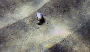 Hermit crab in Phalium glaucum shell