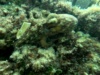 Octopus and Date shell – Lithophaga lithophaga – Polpo e Dattero di mare_s469