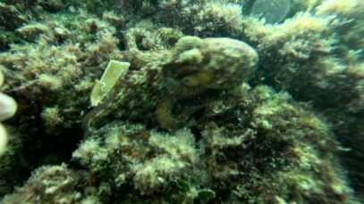 Octopus and Date shell – Lithophaga lithophaga – Polpo e Dattero di mare_s896