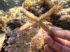 Variable spiny starfish Coscinasteris s082