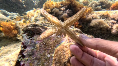 Variable spiny starfish Coscinasteris s459