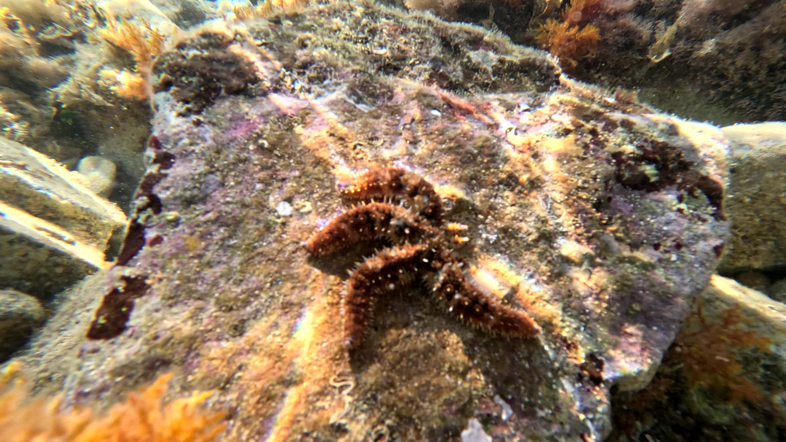 Variable spiny starfish - Coscinasterias tenuispina - Stella marina spinosa variabile - www.intotheblue.it