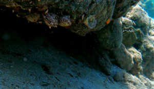 Spiny Oysters Spondylus gaederopus