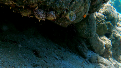 Ostrica Spinosa o Spondilo – Spiny Oysters – Spondylus gaederopus – www.intotheblue.it-2022-12-10-11h54m18s113