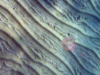 Cigar jellyfish – Medusa Olindia – Olindias phosphorica – www.intotheblue.it-2023-02-18-16h31m46s238