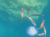 Bogues that devour a Barrel jellyfish – Boghe che divorano un Polmone di mare – www.intotheblue.it -2023-11-06-12h37m33s049