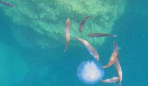Bogues that devour a Barrel jellyfish