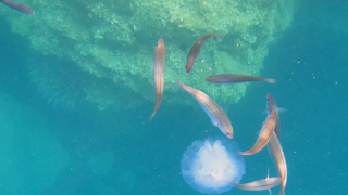 Bogues that devour a Barrel jellyfish – Boghe che divorano un Polmone di mare – www.intotheblue.it -2023-11-06-12h37m33s049
