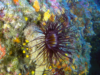 Cylinder anemone – Anemone cilindrico – Anemone tubolare – Cerianthus membranaceus – www.intotheblue.it-2023-11-08-14h25m44s208