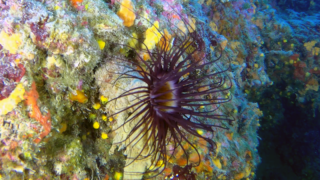 Cylinder anemone – Anemone cilindrico – Anemone tubolare – Cerianthus membranaceus – www.intotheblue.it-2023-11-08-14h25m44s208