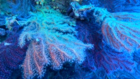 Falso corallo nero Savalia savaglia-2023-12-08-14h08m53s367