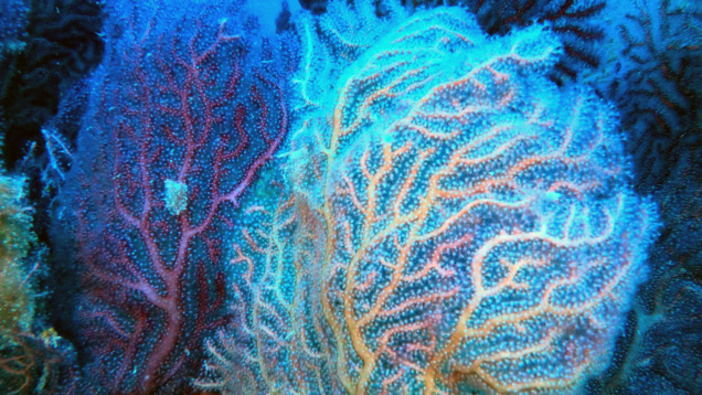 Falso corallo nero Savalia savaglia T-2023-12-08-14h07m08s056
