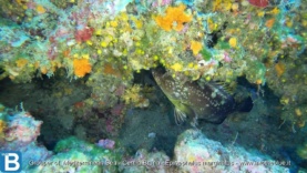 Grouper of Mediterranean Sea