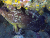 Grouper of  Mediterranean Sea – Cernia Bruna – Epinephelus marginatus – www.intotheblue.it-2023-11-08-16h20m45s407