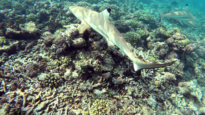 Blacktip reef Shark - Carcharhinus melanopterus