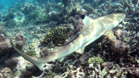 Blaktip reef Shark – Squalo Pinna nera – Carcharhinus melanopterus – www.intotheblue.it-2023-12-31-14h49m26s069