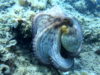 Common Octopus – Polpo – Octopus vulgaris – www.intotheblue.it-2024-01-18-10h16m30s180